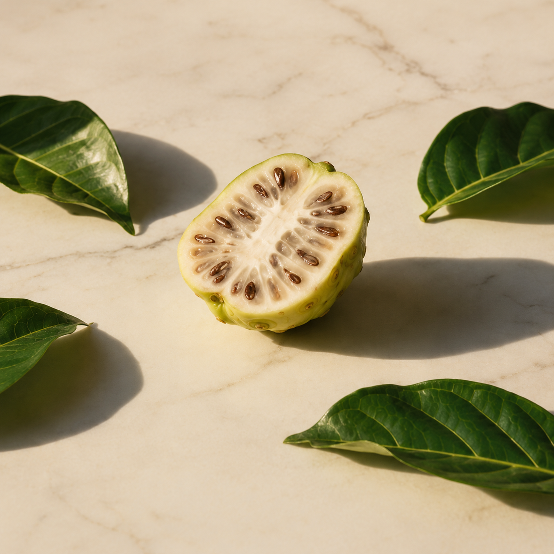 Morinda Citrifolia